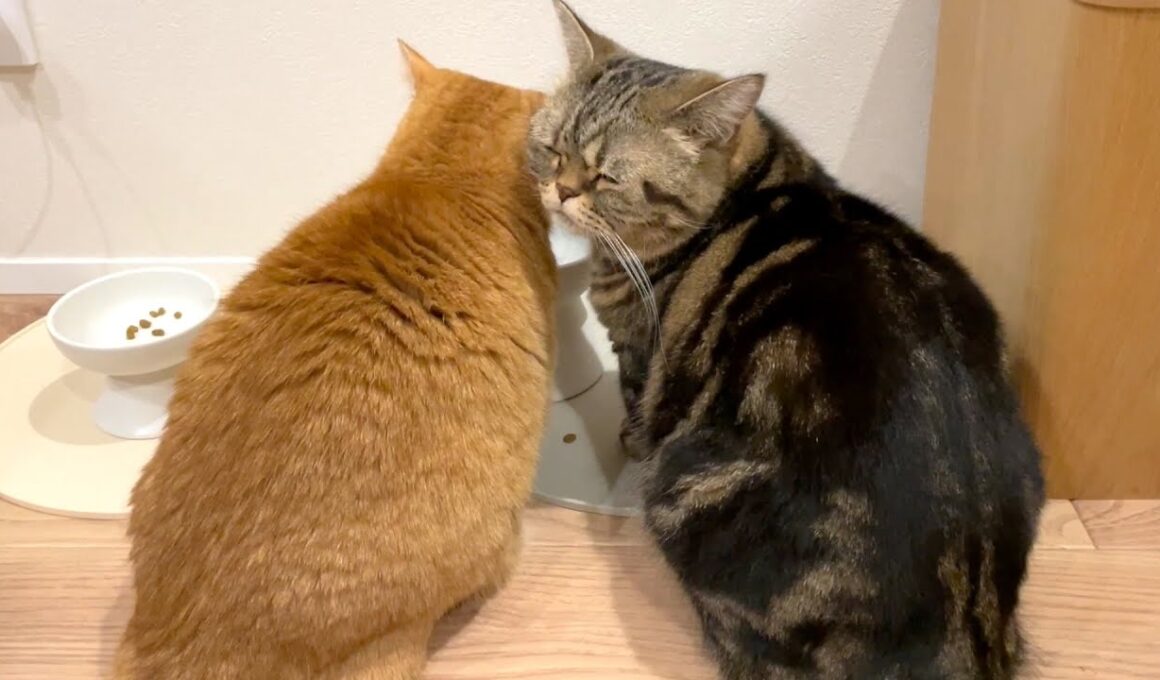 ケンカ知らずの仲良し兄弟猫の背中が可愛すぎる！