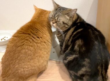 ケンカ知らずの仲良し兄弟猫の背中が可愛すぎる！