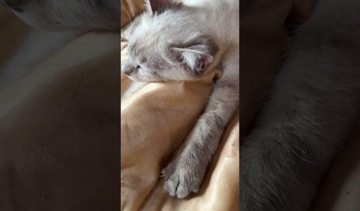 シャムの子ネコ雫「ウルトラマン。シャワッチ」