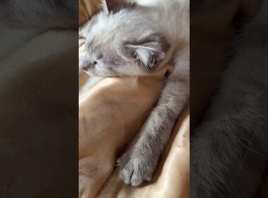 シャムの子ネコ雫「ウルトラマン。シャワッチ」