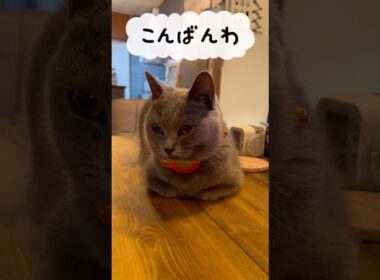 AirTagが搭載されたつむやま〜【シャルトリューつむやまのIoTがとまらない日記】 #chartreux #ねこ #シャルトリュー  #cat #apple #airtag # catlog #ネコ
