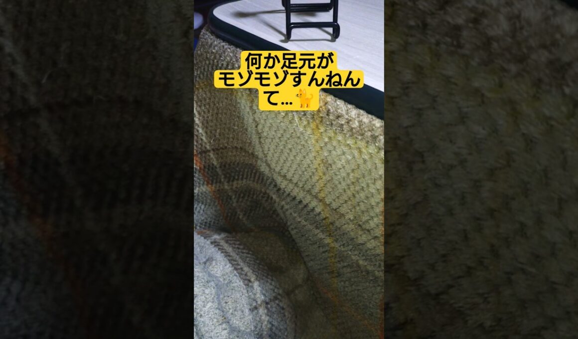 何か足元がモゾモゾすんねんて…#cute #cat #ねこ #猫のいる暮らし #いやしねこ #吹雪