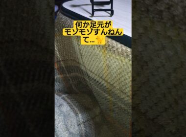 何か足元がモゾモゾすんねんて…#cute #cat #ねこ #猫のいる暮らし #いやしねこ #吹雪