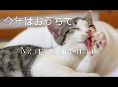 元野良子猫、今年はおうちでクリスマス🎄