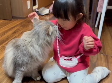 お出迎えして甘える猫　ラガマフィン　サイベリアンA cat that greets you and gets affectionate. Ragamuffin. Siberian