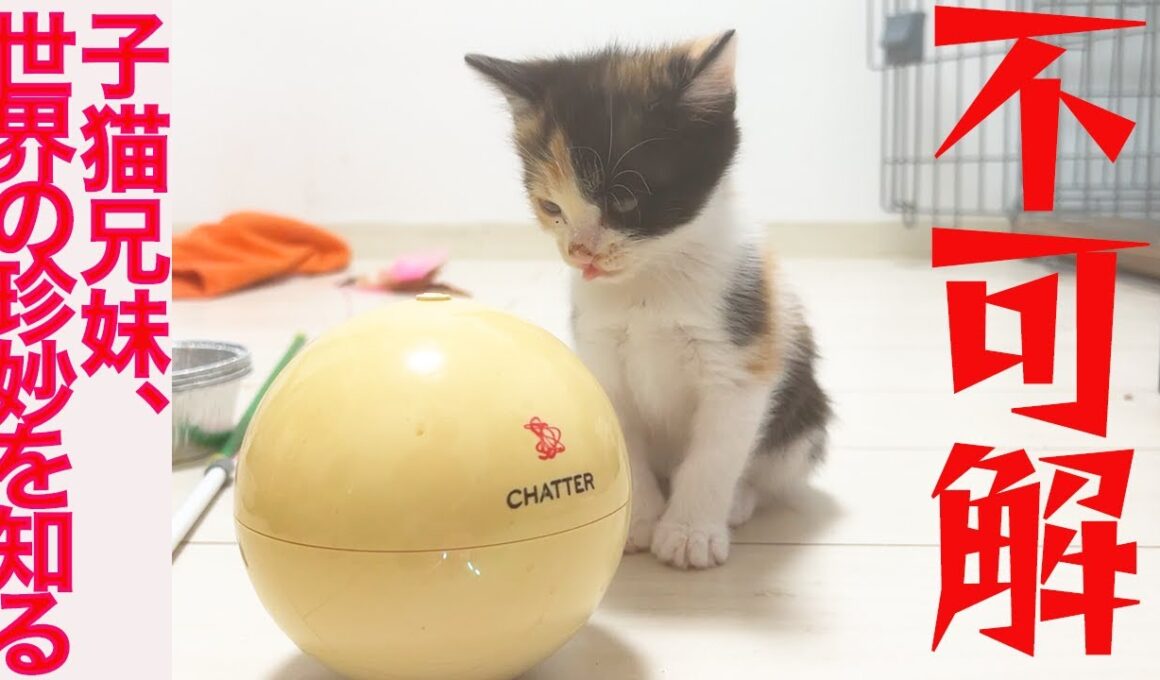 保護子猫兄妹、世界の珍妙に困惑する　The rescued kitties and the world's mysteries