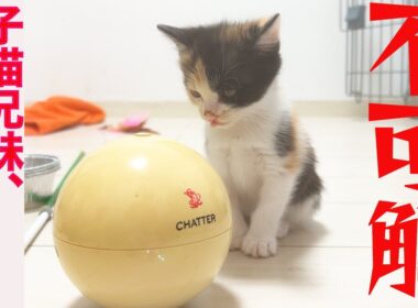 保護子猫兄妹、世界の珍妙に困惑する　The rescued kitties and the world's mysteries