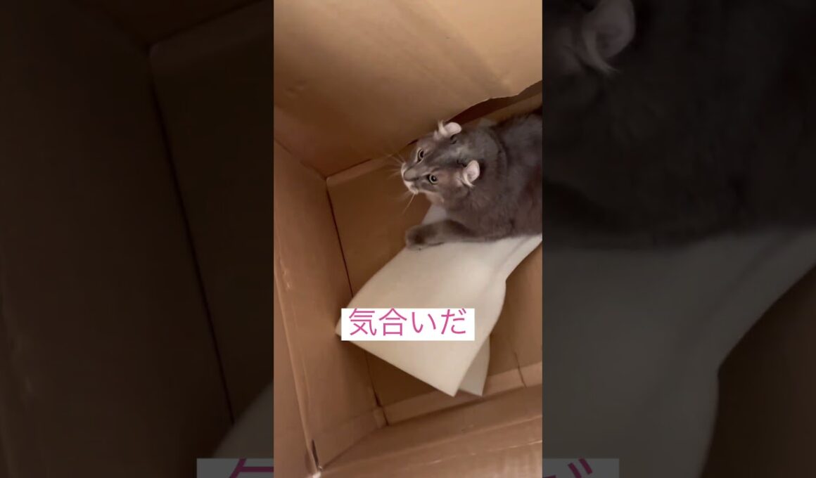 箱だ #ねこ動画 #アメリカンカール #ねこ #shortsfunny