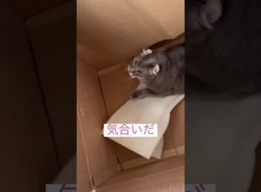 箱だ #ねこ動画 #アメリカンカール #ねこ #shortsfunny
