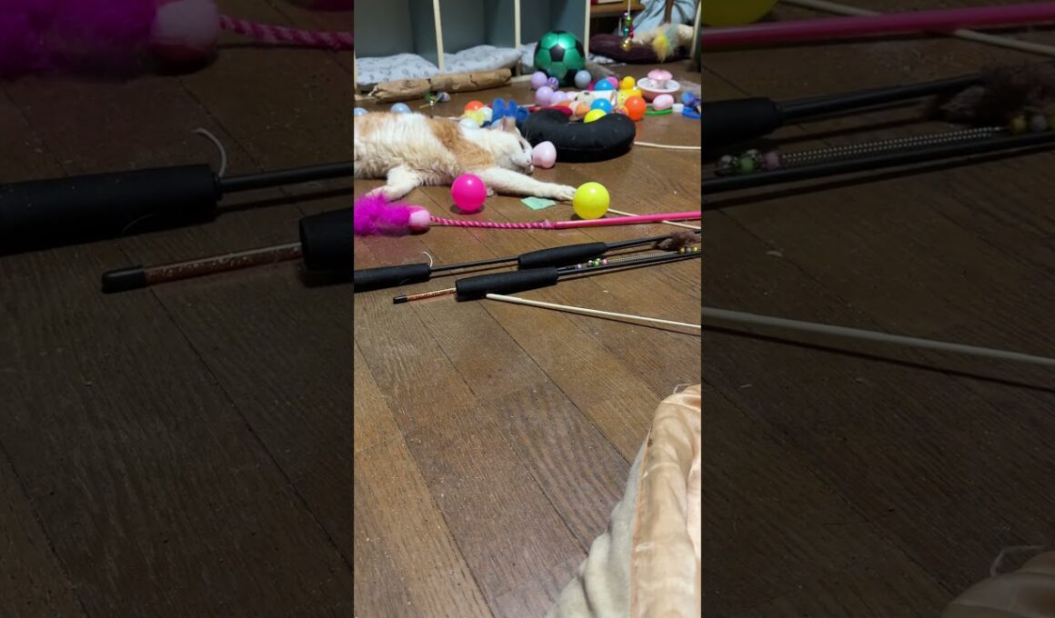 子ネコ3匹。シャムの子ねこパンダ。妹の雫、黒猫の黒夢と遊びたいけど、諦め、茶白ジュニアの元へ