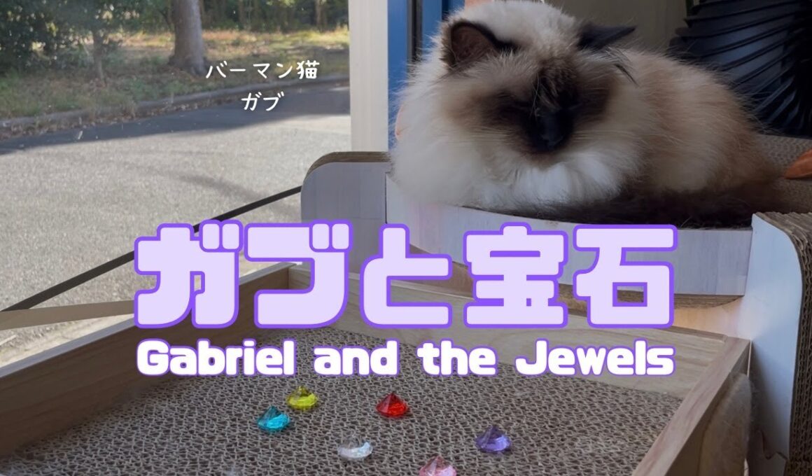 バーマン猫ガブ【ガブと宝石】Gabriel and the Jewels（バーマン猫）Birman/Cat