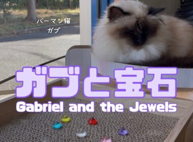 バーマン猫ガブ【ガブと宝石】Gabriel and the Jewels（バーマン猫）Birman/Cat