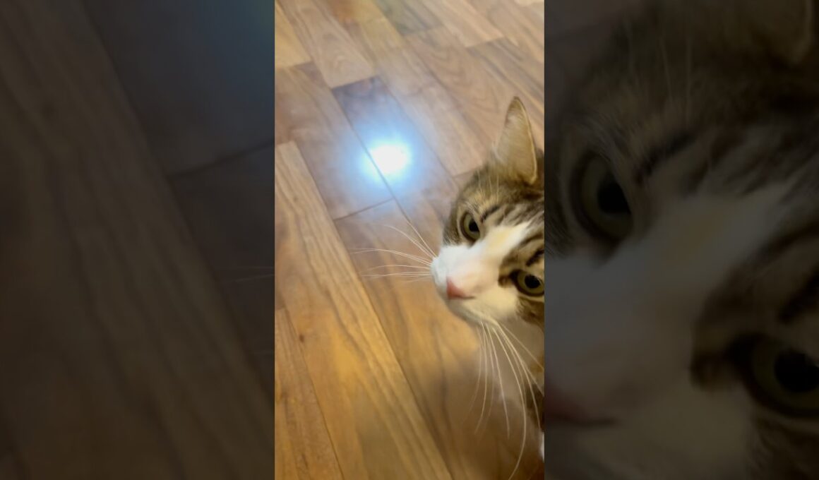 「‥えぇー」12月26日 #cat #norwegianforestcat #ノルウェージャンフォレストキャット #ねこ