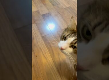 「‥えぇー」12月26日 #cat #norwegianforestcat #ノルウェージャンフォレストキャット #ねこ