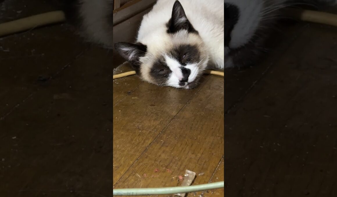 だいぶ、近づいてきたけど、あまりにも変な顔のシャム猫のパンダくん