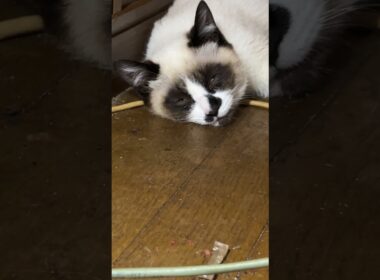 だいぶ、近づいてきたけど、あまりにも変な顔のシャム猫のパンダくん