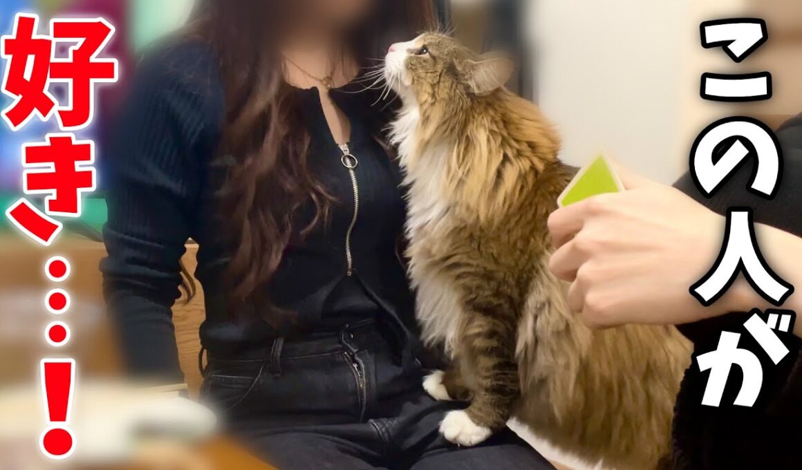 デカ猫が超甘えん坊モード発動！大好きな人に懐きまくる姿が可愛すぎるので見て…
