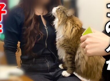 デカ猫が超甘えん坊モード発動！大好きな人に懐きまくる姿が可愛すぎるので見て…