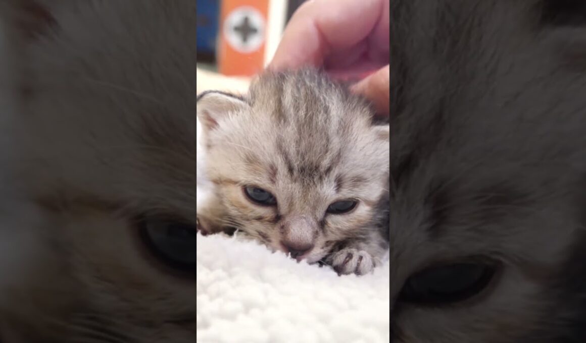 頭を撫でられてうっとりする赤ちゃん子猫【赤ちゃん猫　保護猫】