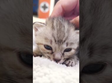 頭を撫でられてうっとりする赤ちゃん子猫【赤ちゃん猫　保護猫】