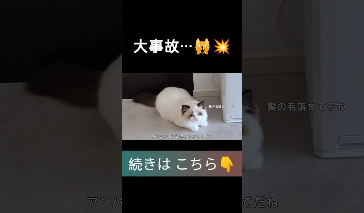 #shorts #ラグドール #子猫 #甘えん坊猫 #ぬいぐるみ猫 #ragdollcat