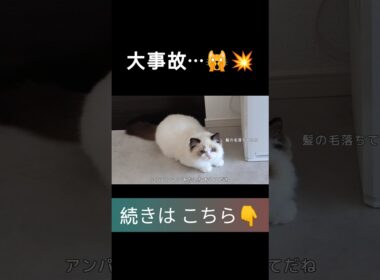 #shorts #ラグドール #子猫 #甘えん坊猫 #ぬいぐるみ猫 #ragdollcat