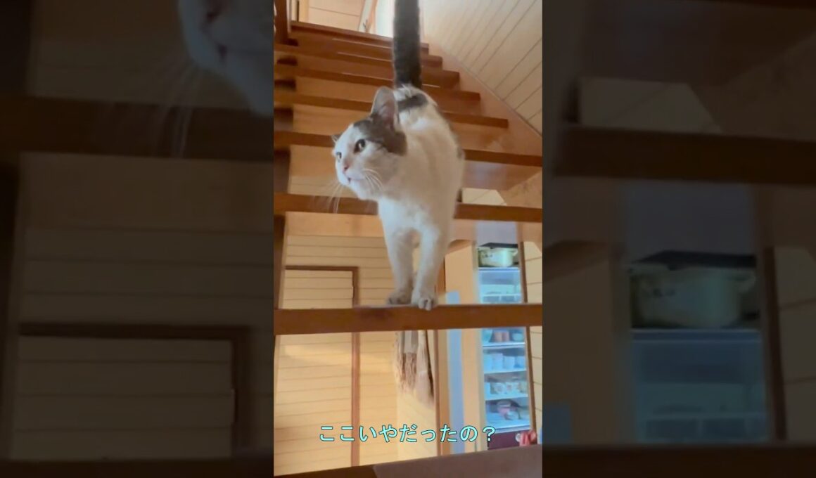 【時を超えて⑤】家猫二日目、シロが選んだ意外な場所【オリジナルBGM】