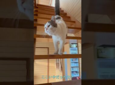 【時を超えて⑤】家猫二日目、シロが選んだ意外な場所【オリジナルBGM】