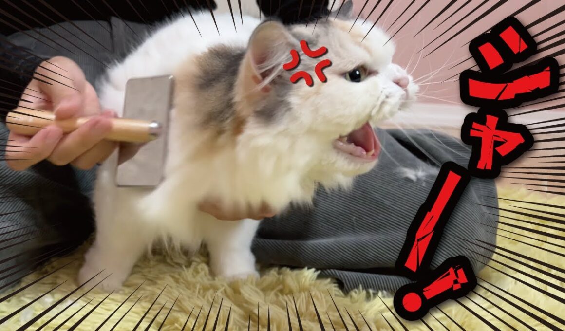 【超絶悲報】猫のお世話をしようとするとこうなります