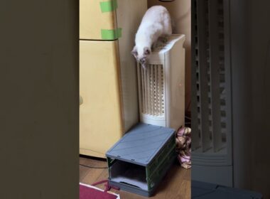 冷風扇に乗るシャムの子ネコ雫。かわいく、ジャンプして下りて