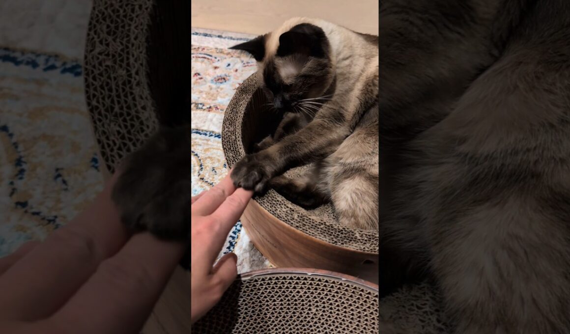 手は上にするシャム猫🐱 - Cats Paws - #shorts #cat