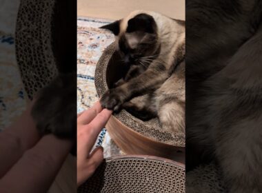 手は上にするシャム猫🐱 - Cats Paws - #shorts #cat