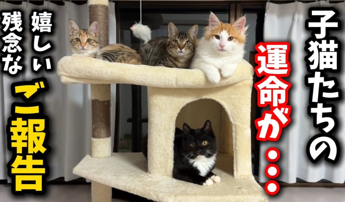 シェルターの子猫についてご報告が沢山あります