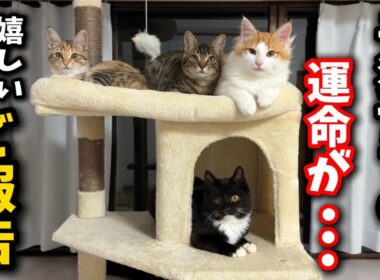 シェルターの子猫についてご報告が沢山あります