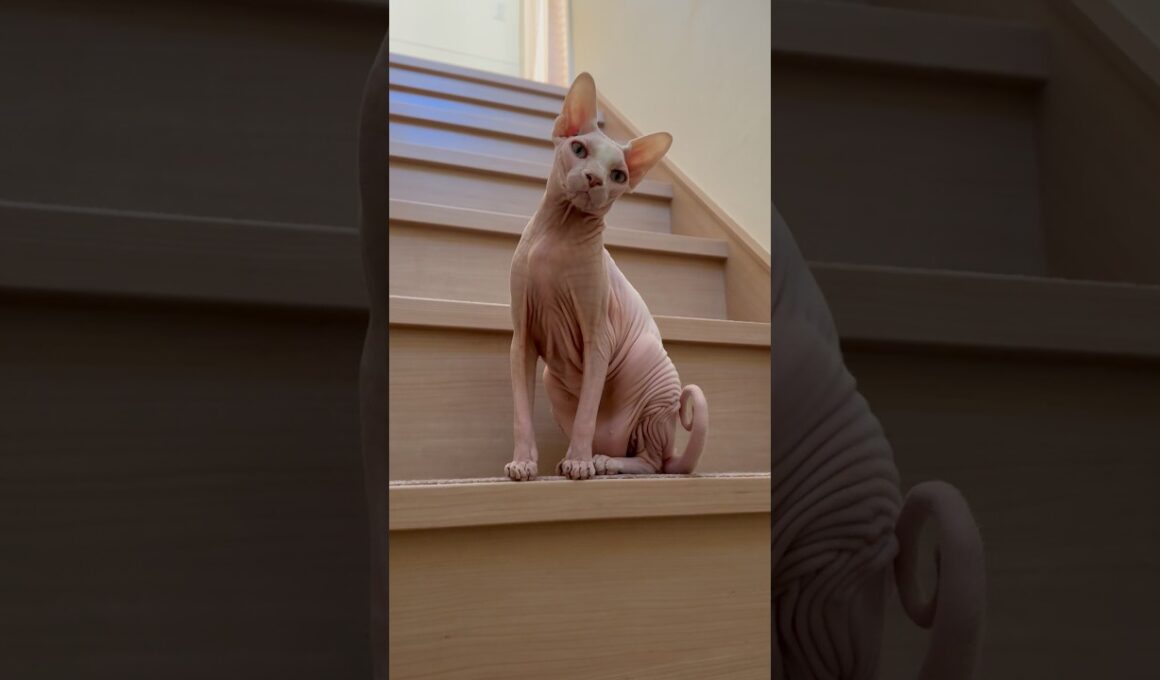 ママの前で立ち止まる猫アレクサンドラ【スフィンクス】