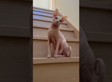 ママの前で立ち止まる猫アレクサンドラ【スフィンクス】