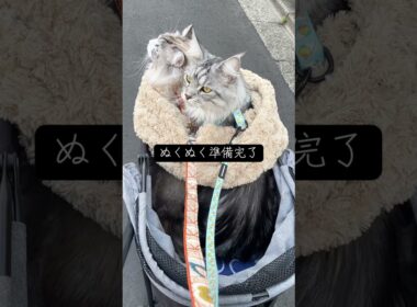 今日は鳥探しのお散歩 #メインクーン #ラグドール #mainecoon #ragdoll