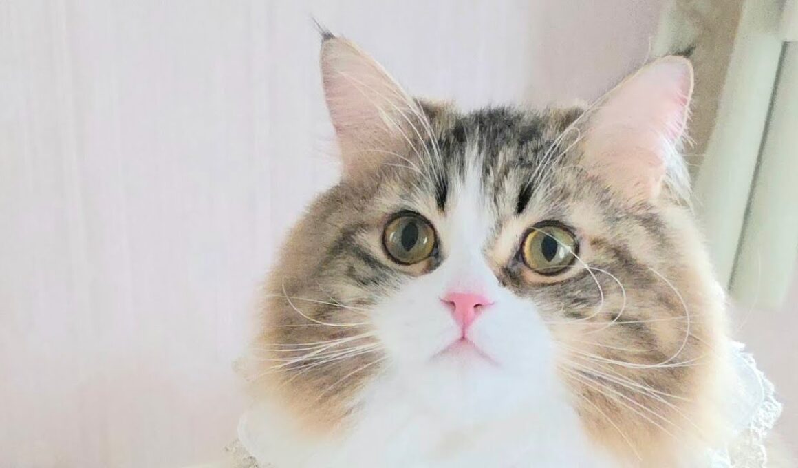 今日のにゃんず🐱#猫配信#猫動画 #ミヌエット#ラガマフィン#ラグドール#猫#ネコ#子猫#live#funny#funnycats #funnycat#cat#cute#kitten#minuet