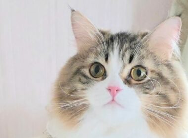 今日のにゃんず🐱#猫配信#猫動画 #ミヌエット#ラガマフィン#ラグドール#猫#ネコ#子猫#live#funny#funnycats #funnycat#cat#cute#kitten#minuet