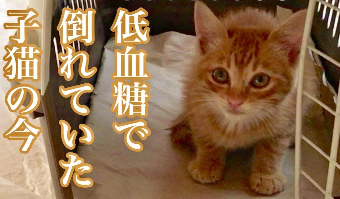 低血糖で倒れていた子猫の今／今年もありがとうございました