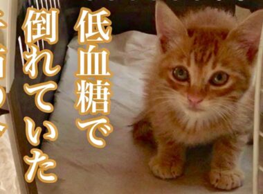低血糖で倒れていた子猫の今／今年もありがとうございました