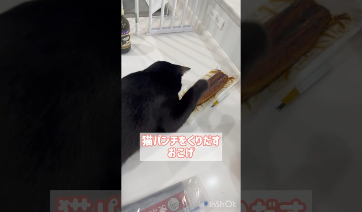 うなぎは天敵　#黒猫 #ボンベイ #子猫 #cat #ねこ #ねこのいる生活 #ねこのいる暮らし #猫 #猫好きさんと繋がりたい #かわいい #癒やし #猫パンチ