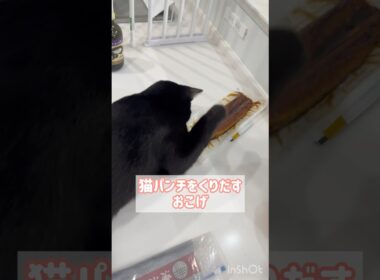 うなぎは天敵　#黒猫 #ボンベイ #子猫 #cat #ねこ #ねこのいる生活 #ねこのいる暮らし #猫 #猫好きさんと繋がりたい #かわいい #癒やし #猫パンチ