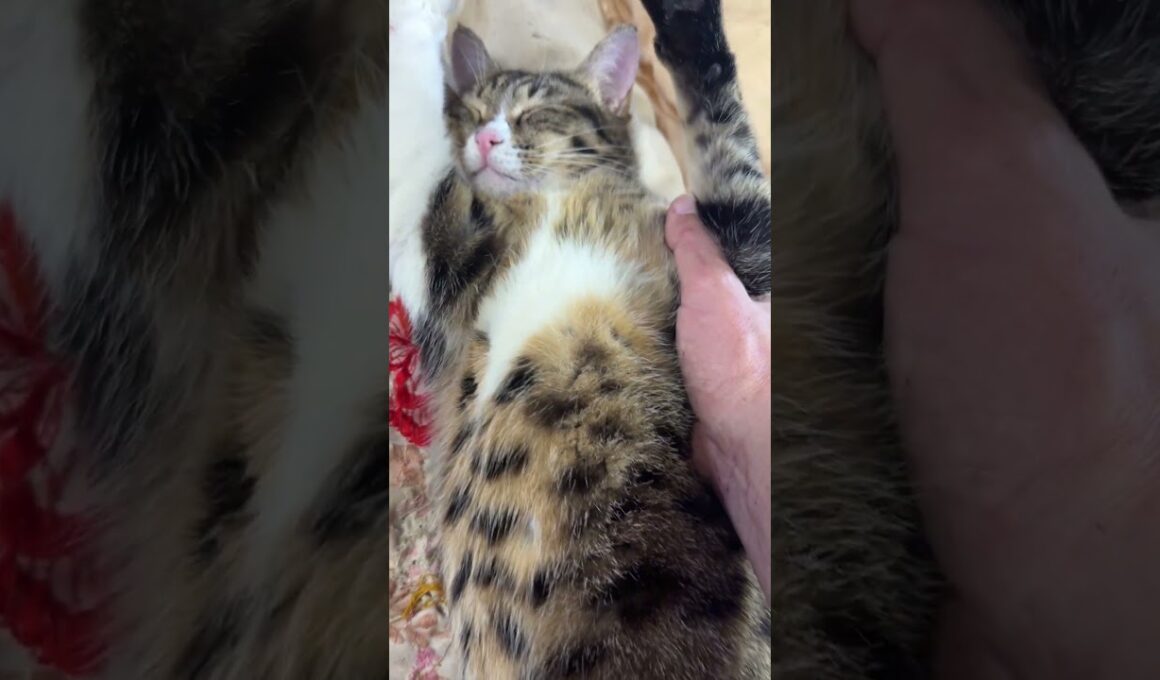 黒猫の黒夢、キジシロのルル、聖帝サウザーのシャム雫