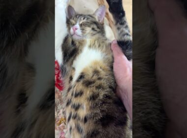 黒猫の黒夢、キジシロのルル、聖帝サウザーのシャム雫