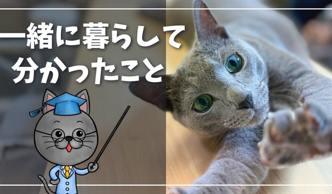 派手じゃない。でも毎日がちょうどいい|ロシアンブルーと過ごした一年