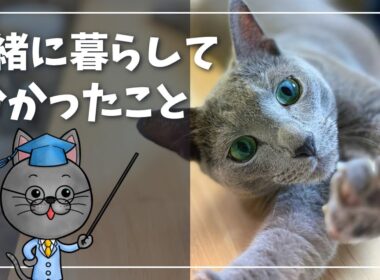 派手じゃない。でも毎日がちょうどいい|ロシアンブルーと過ごした一年