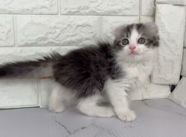 ペットショップcoo&riku No.00743278 アメリカンカール