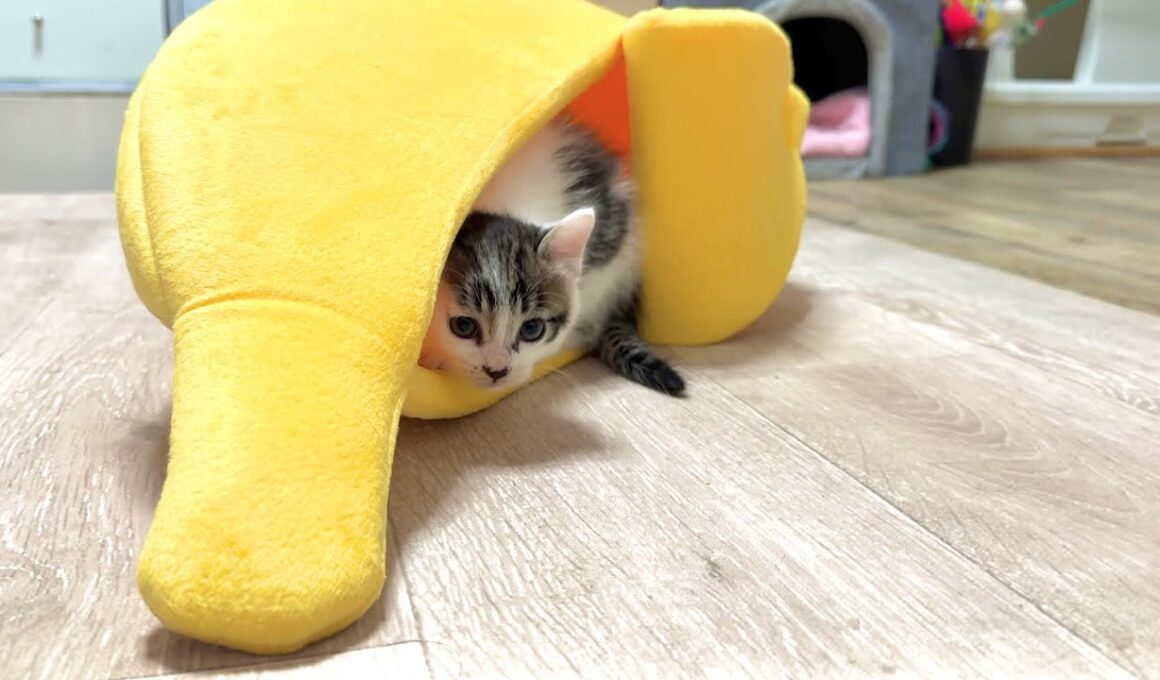 ベッドから飛び出て驚かせてくる子猫【坊ちゃん日記#18&たこやき君日記】A kitten hiding in the bed, trying to surprise me.