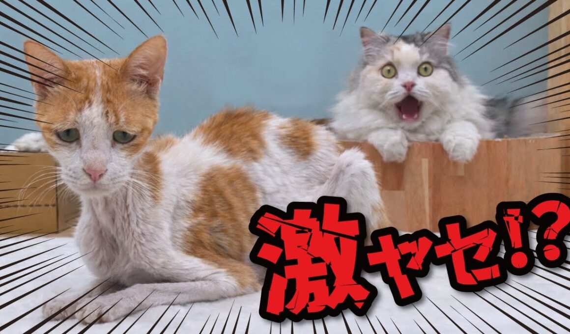 久しぶりに猫の体重測定したらまさかの…！！！